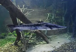 União permite pesca do pintado e Governo de MS e ICMBio vão fazer monitoramento da espécie