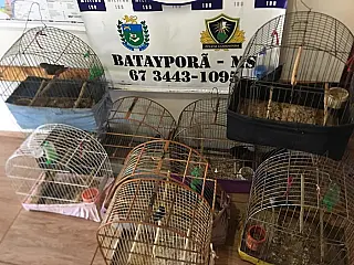 Morador de Nova Andradina é autuado pela PMA em R$ 9.500,00