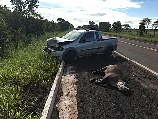 Ferramenta desenvolvida pelo MPMS reduz atropelamentos de animais