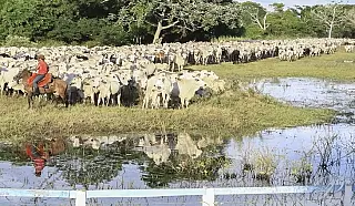 Programa Lobo Guará em Coronel Sapucaia