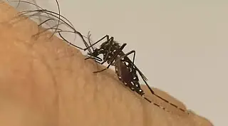 Mato Grosso do Sul registra quase 8 mil casos confirmados de dengue em 2025