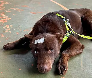 Caravana da Castração emociona tutores e beneficia 480 animais em Nova Andradina