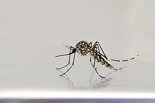 MS registra 8.319 casos confirmados de dengue
