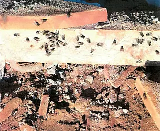 Invasão de moscas e larvas leva MPMS a investigar granja