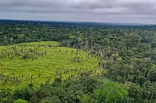 Apenas 5% das condenações por desmatamento na Amazônia resultam em indenizações pagas