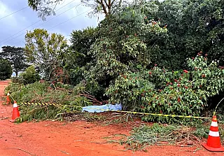 Homem morre eletrocutado durante poda de árvore em Ivinhema