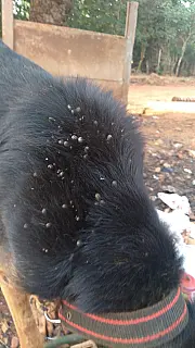 PM juntamente com "ONG Miau", resgata cachorro que sofria maus-tratos