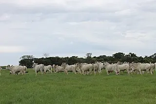 Confira os destaques na produção em MS, de bovino, aves, ovos, suínos, peixes, leite e mel