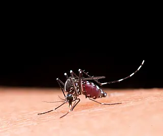 Boletim Epidemiológico: MS registra 2.639 casos confirmados de chikungunya e mantém alerta