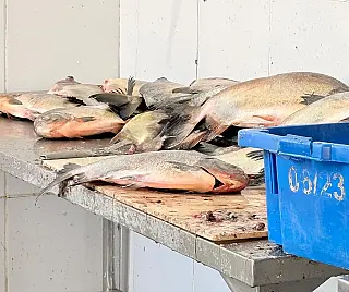 Fiscalização interdita peixaria após apreensão de três toneladas de peixes na Capital