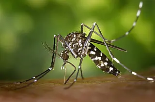 MS registra mais de 8 mil casos confirmados de dengue em 2025