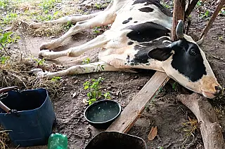 Mulher aparecidense  é multada por maus-tratos após vaca com câncer avançado ser encontrada