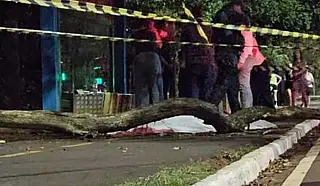 Jovem de 23 anos morre após árvore cair sobre ela no Parque dos Poderes