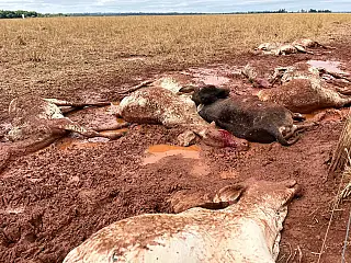 Segunda-feira volta a ter registros de animais mortos devido ao frio