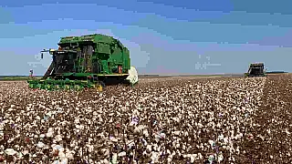 Mato Grosso do Sul inicia colheita do algodão com receio dos impactos da falta de chuvas