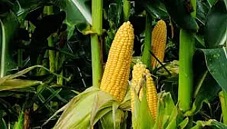 Agronegócio sairá na frente na recuperação pós-pandemia