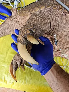 Tatus-canastra do Parque do Pombo passam a ser monitorados por GPS para estudo e preservação