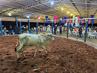 Leilão "Amigos da Equoterapia" será realizado neste sábado em Aparecida do Taboado