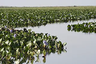 Governo de MS abre processo seletivo com 29 vagas para a área de gestão de recursos naturais