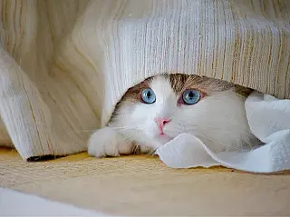 Dia Internacional do Gato Resgatado reforça a importância da adoção e do cuidado animal