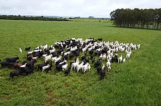 Iagro alerta produtores sobre risco de mortes de animais durante primeira frente fria