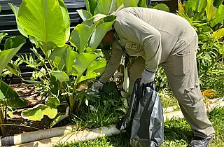 MS registra 42 casos confirmados de dengue