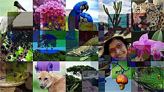 Dia Internacional da Biodiversidade