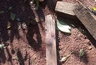Idoso é preso e autuado R$ 2,5 mil após matar cachorro a pauladas