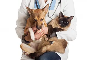Selvíria terá 100 castrações gratuitas de cães e gatos com início de pré-cadastro na segunda
