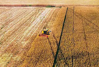 Mais de 60% da área cultivada com soja em Mato Grosso do Sul já foi colhida