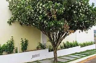 Proibição da produção de murta em Campo Grande é positiva