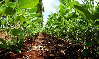 Prazo para cadastro da soja encerra-se na próxima terça-feira (10 de janeiro)