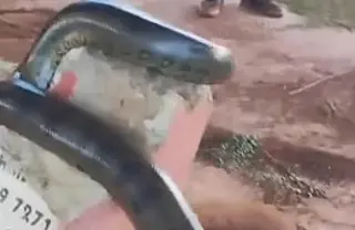 Sucuri é encontrada em banco de praça e chama atenção em Paranaíba