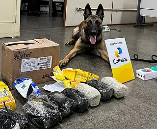 Cão farejador identifica drogas em encomendas