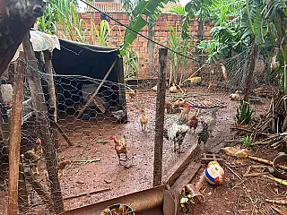 Homem é preso após manter porcos e aves em condições irregulares em área urbana