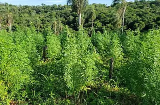 Durante busca por fugitivos, polícia destrói plantação de maconha
