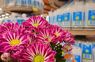 Flores para Finados têm diferença de até 202%