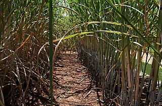 Usinas de etanol batem recorde de produção com apoio do Governo aos biocombustíveis