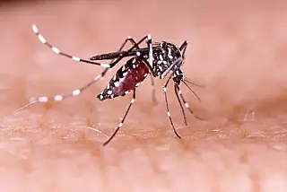 Estado ultrapassa 13 mil casos prováveis de dengue em 2025; 17 mortes já foram confirmadas
