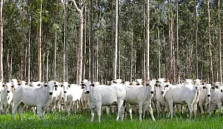 Motor de MS: agronegócio deve puxar PIB do Estado, com previsão de crescer 5,5% neste ano