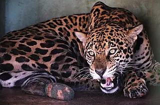 Onça-pintada Miranda: símbolo de resistência e sucesso na reintegração ao Pantanal