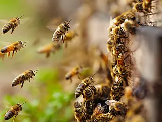 SES alerta para aumento de ataques de abelhas em MS e reforça medidas de prevenção