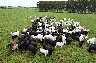 Produtores têm até junho para atualizar cadastro obrigatório de rebanhos em MS