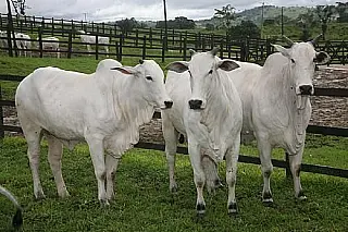 MS ocupa 7º lugar no ranking do Valor Bruto da Produção Agropecuária