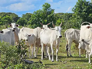 Carne Sustentável do Pantanal bate recorde de incentivos e inicia nova fase para fortalecer