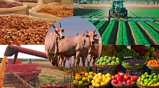 O agro que move a nossa região, do campo à cidade