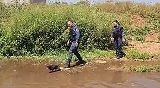 PM resgata cachorro cego e promove reencontro em Paranaíba