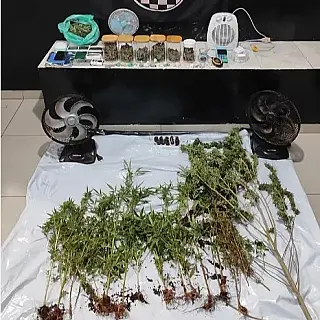 Polícia descobre laboratório de maconha em Deodápolis