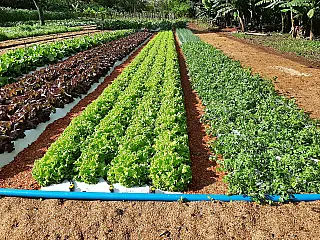 11ª Feira da Agricultura Familiar de MS começa nesta sexta-feira
