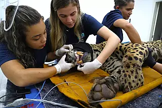 Onça-pintada que atacou caseiro no Pantanal apresenta problemas de saúde, aponta boletim veterinário